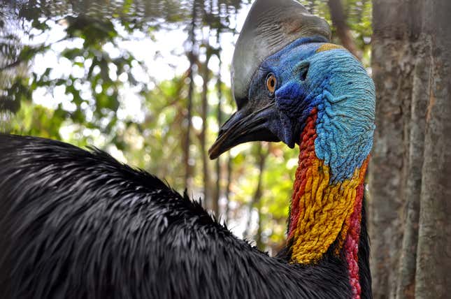 Image for article titled Florida Man Meets Tragic Death After Being Killed by Rare Cassowary Bird