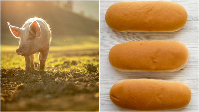 Image for article titled Trail of hot dog buns helps corral 250 loose hogs