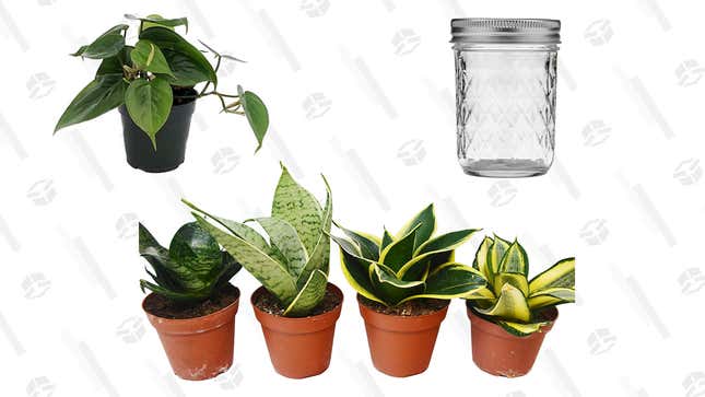 Heart Leaf Philodendron, $9
Ball Mason Jar 8-Ounces, $13
4 Different Snake Plants, $29