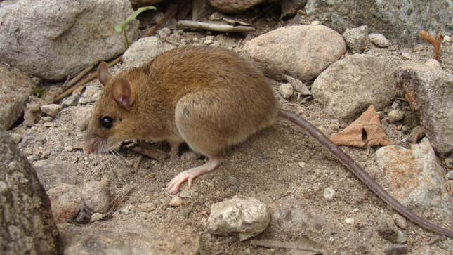 The Pinatubo volcano mouse is faring better than ever.