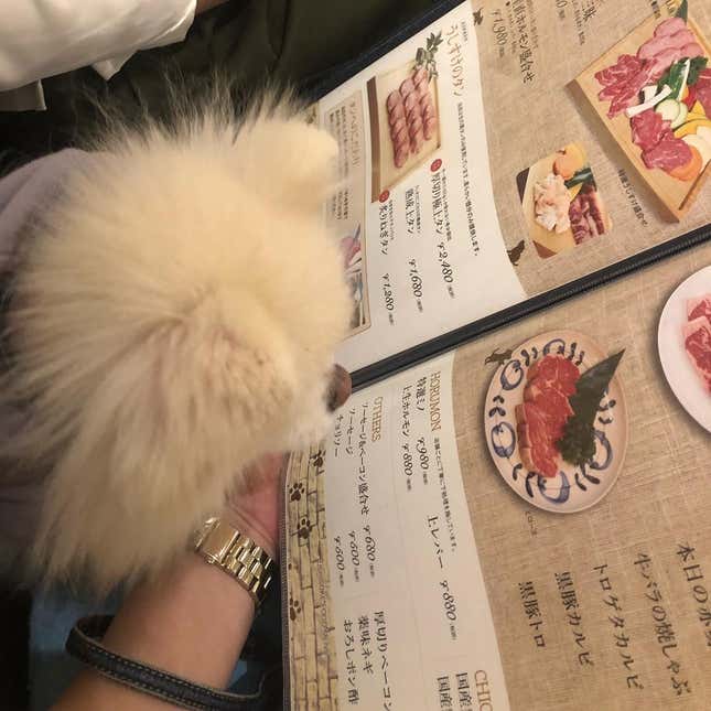 Japan Has BBQ Restaurants For You And Your Dog