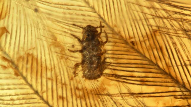 An apparent lice-like insect crawling on dinosaur feathers, as found preserved in mid-Cretaceous amber.
