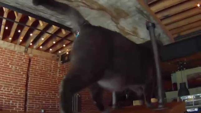 New Product Makes Your Cat's Butthole Look Amazing