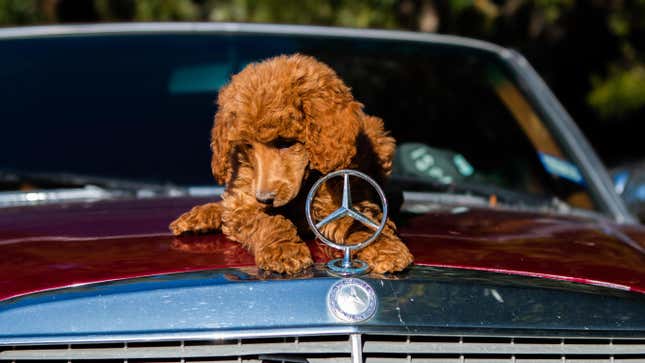 Image for article titled What Your Pups Need for a Luxurious Car Ride, According to Pet Owners
