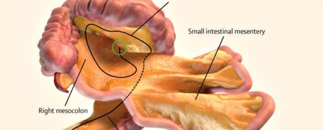 The Mesentery Is A Vital Organ In Your Gut You Didnt Know You Had