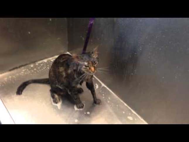 Watch This Talking Cat Protest Its Bath