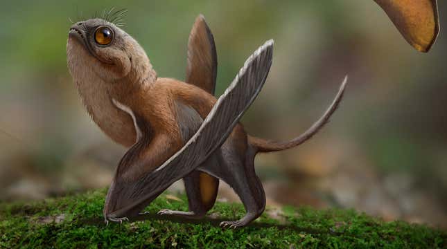 Artistic reconstruction of the charismatic, pint-sized pterosaur Sinomacrops bondei struttin’ his stuff
