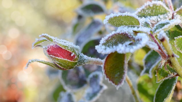 Three Things I Do to Protect My Plants Before a Freeze