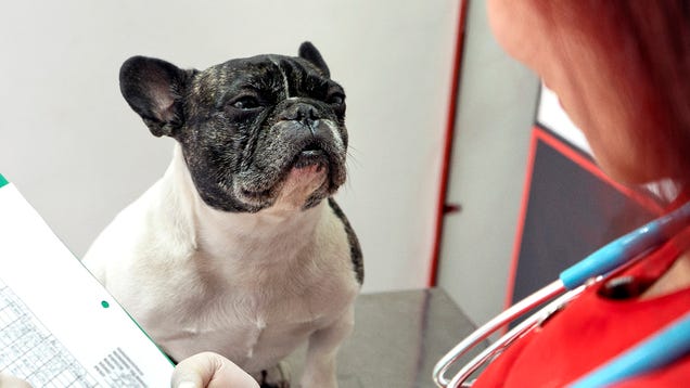 Vet Has Bad News For French Bulldog Hoping To Have Natural Birth