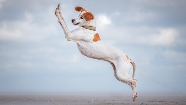 photo of 29 Hilarious Finalists From the Comedy Pet Photo Awards image