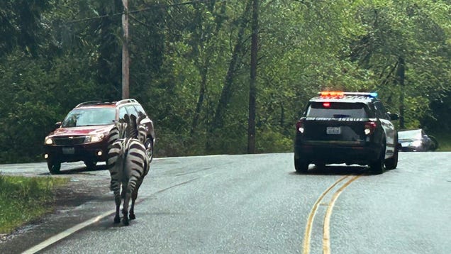 Zebra Gang Escape Petting Zoo With Daring Interstate Run, One Still On
The Lam