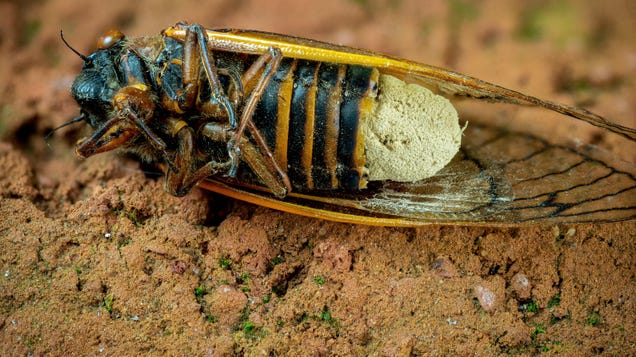 Scientists Need Your Help to Find Zombie-Infected Cicadas Filled With Gut Pudding