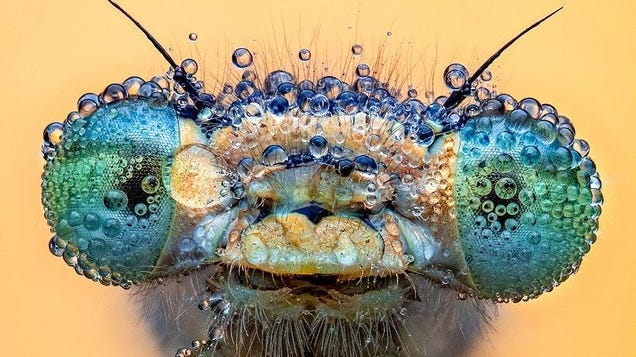 photo of Winning Close-Up Photos Show Life in Sync With Water image