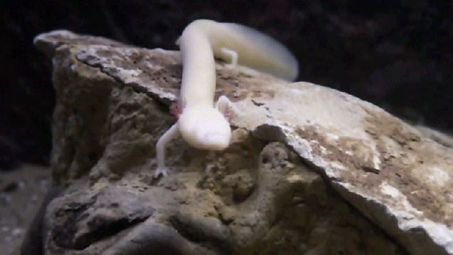 Blind Cave Salamanders Secretly Venture to the Surface, Surprising Scientists