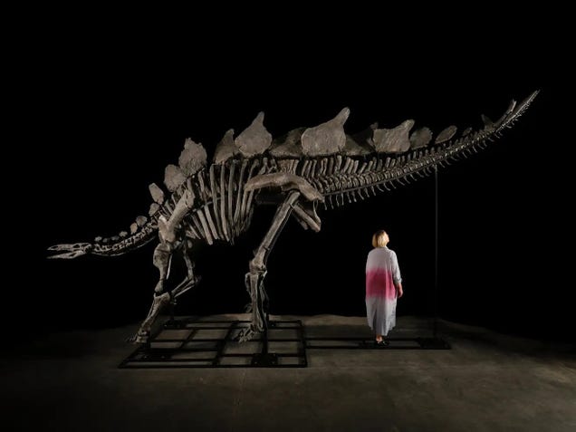 The most expensive dinosaur ever moves into the Museum of Natural History