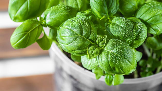 How to Keep Potted Herbs Alive Inside All Winter