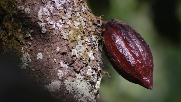 Easter is almost here and chocolate prices are rising faster than Bitcoin