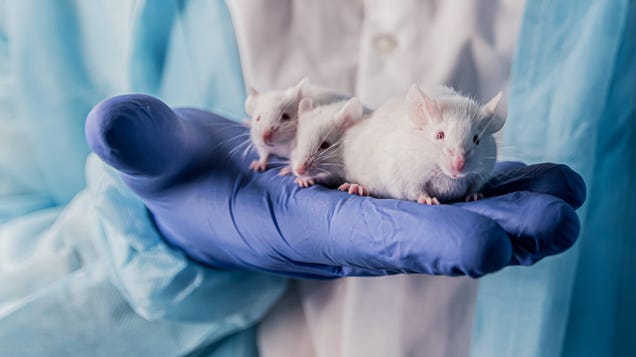 Scientists Find Evidence in Mice That Inherited Alzheimer's Could Be
Transmittable