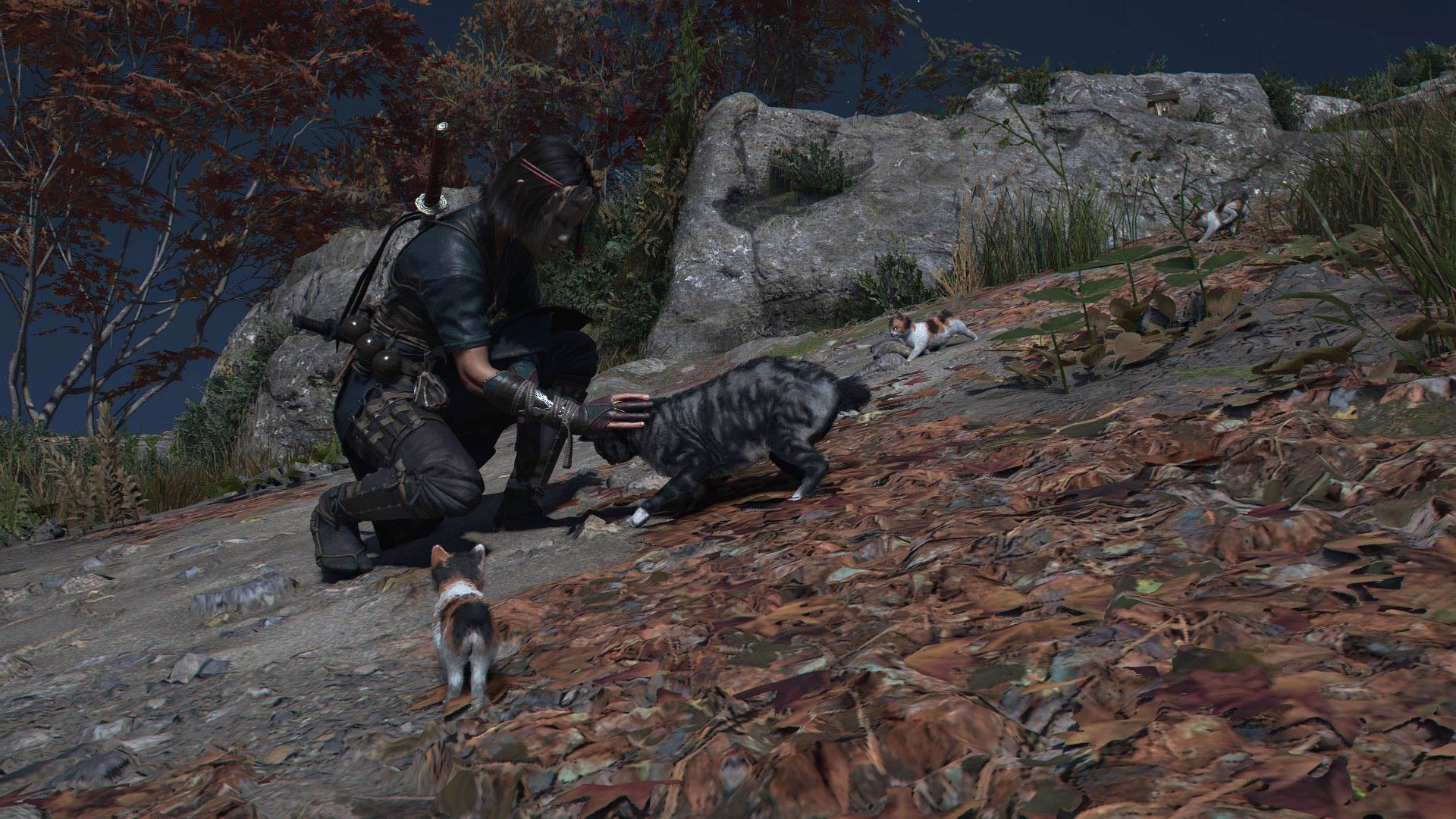 NAOE stains a wild cat in the shades of the killer of the doctrine.