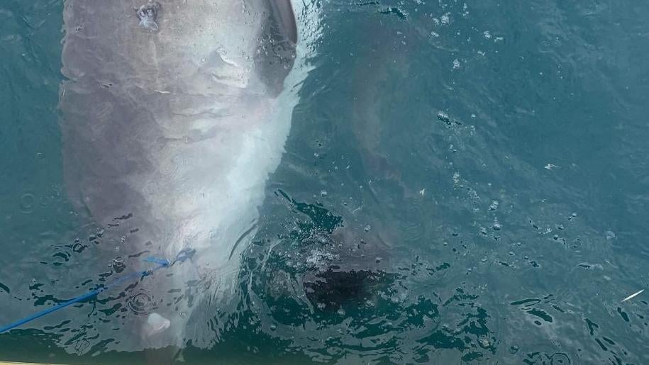 Находящаяся в стрессе тигровая акула выплевывает полностью неповрежденную ехидну